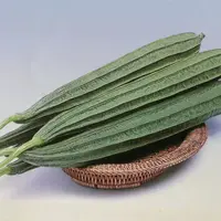 《八菱瓜》湘西高山现摘新鲜棱角丝瓜清甜鲜嫩农家自种当季蔬菜