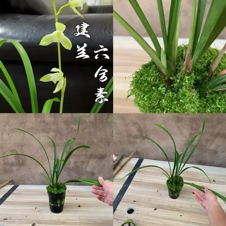 建兰【六合素】2苗1花苞