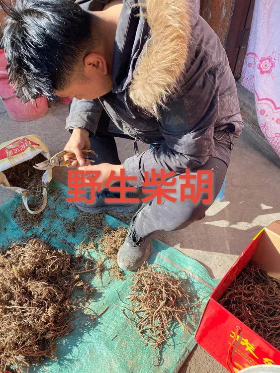 野生柴胡北柴胡甘肃大山采挖多年生整颗搭配黄芪补气血的中药材