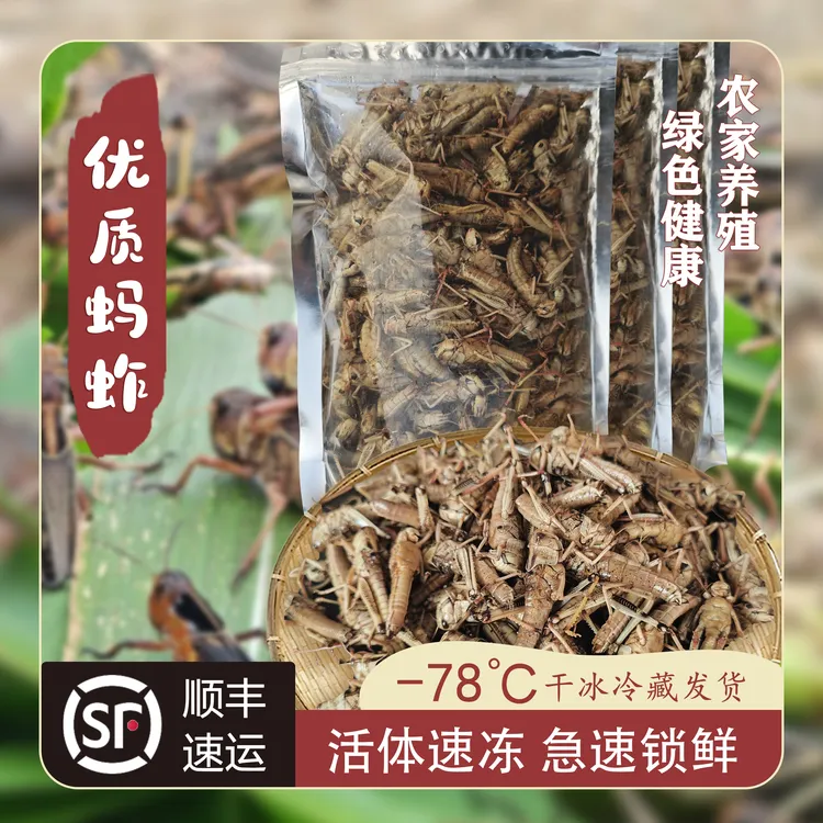 【三只蚂蚱】山东特产（优质）纯母去翅生鲜速冻蚂蚱农家基地