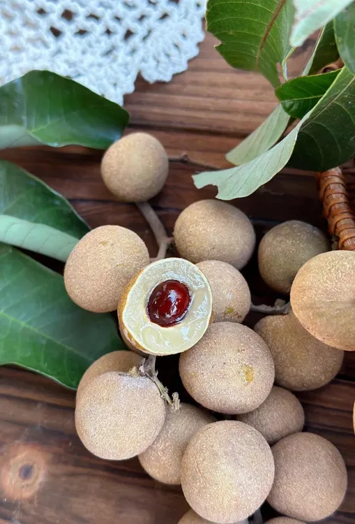 广东正宗石硖龙眼5斤/10斤现摘现发清甜多汁当季水果