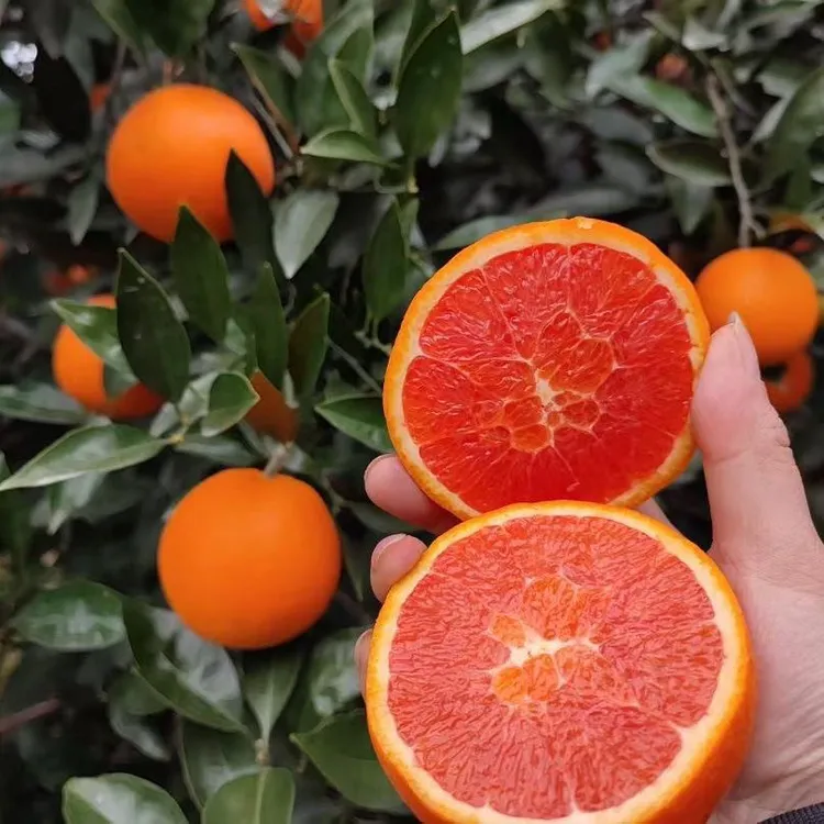 【江边直发】江边冰糖血橙红肉橙中华红橙正宗产地现摘现发香甜爆汁
