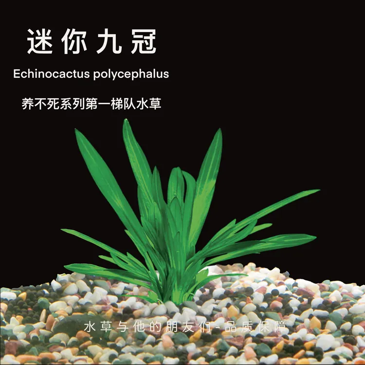 迷你绿九冠水草耐养好活活体增氧直接入鱼缸