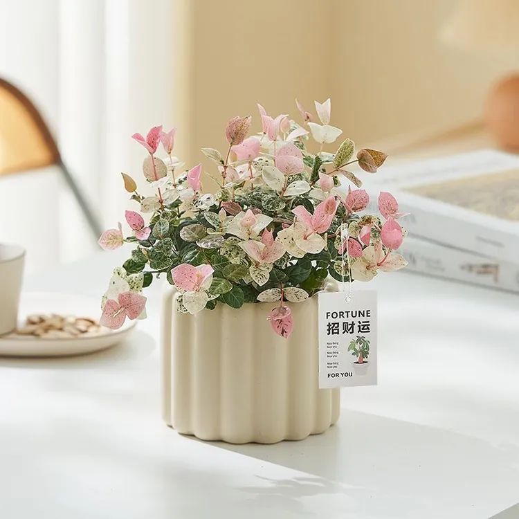 花叶络石盆栽彩叶爬藤垂吊花卉绿植办公室室内阳台绿植盆栽室内