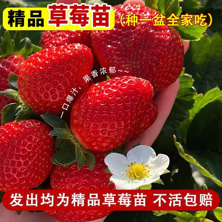 奶油草莓隋珠天仙醉超大果草莓苗种植草莓盆栽当年结果新苗带土