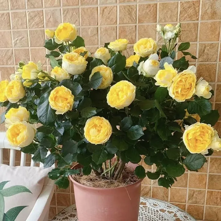 金丝雀月季花丛生盆栽庭院花园植物耐寒耐晒易养护爆花强