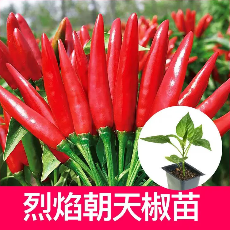 超辣烈焰朝天椒秧苗高产簇生四季蔬菜庭院阳台种植