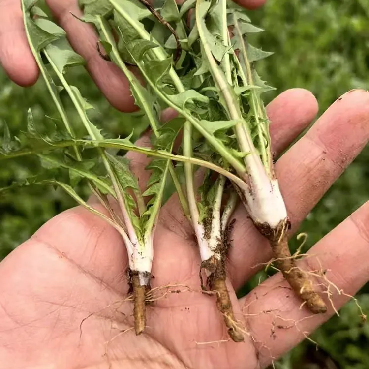 （带根）野生婆婆丁陆地小棵棵婆婆丁野生蒲公英东北蘸酱菜顺丰包邮