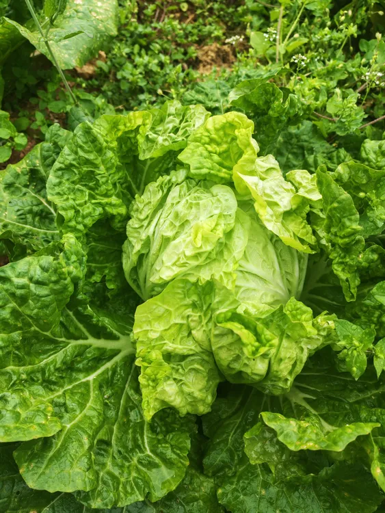 贵州白菜新鲜采割现摘现发白菜鲜甜青叶菜火锅