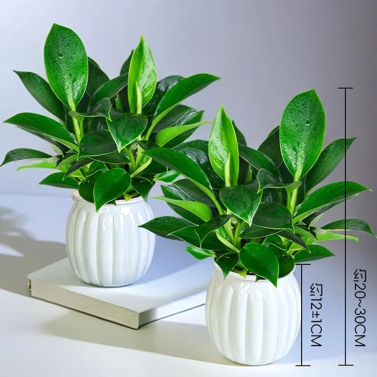 【买一送一】大叶金钻绿公主盆栽（20-30CM）桌面好养护植物季节