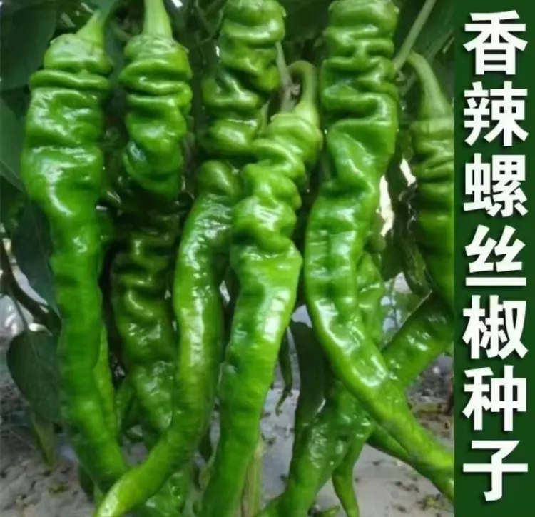 【螺丝椒种子】家庭阳台小院四季种植盆栽地栽易种易活