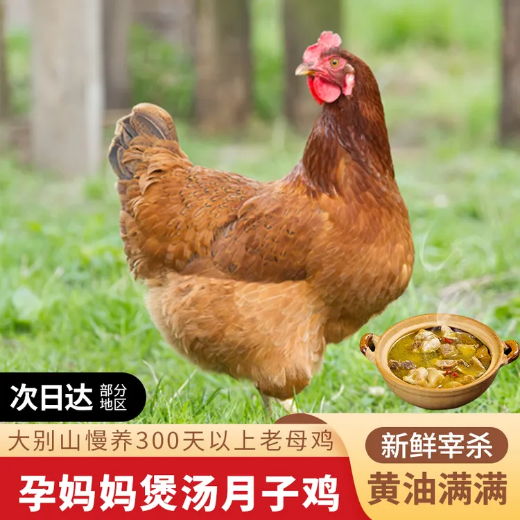 大别山散养黄油老母鸡2只装农家土鸡笨鸡新鲜宰杀土母鸡煲汤佳品