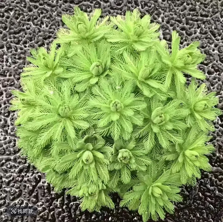 羽毛宝塔水草 坨草水草 新手水草商品图