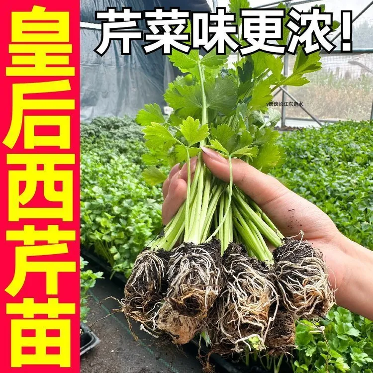 （水果皇后西芹苗）芹菜苗皇后西芹苗