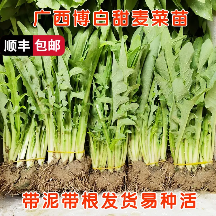 正宗广西博白甜麦菜秧苗带泥发货易种活苦麻菜苗花芽菜苗当季种植