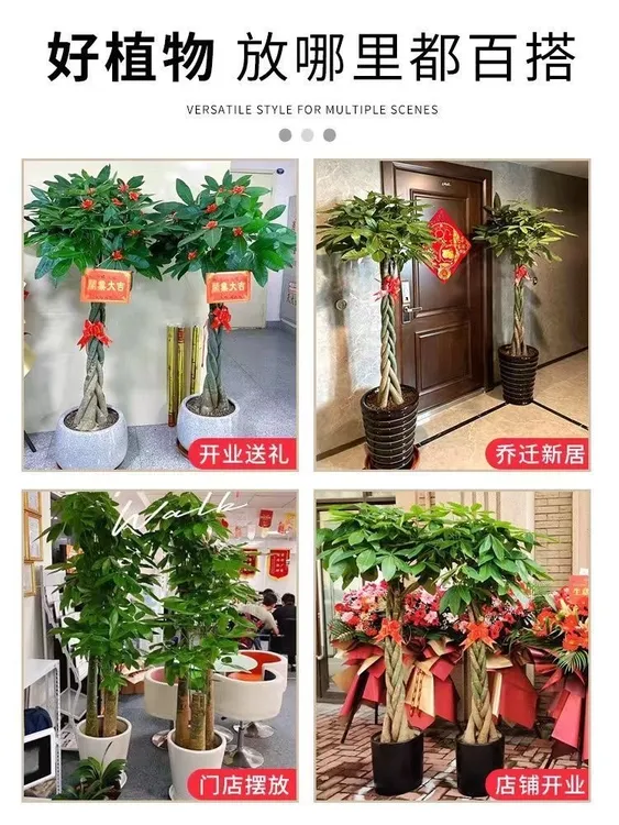 正宗五福发财树顺丰包邮办公室开业绿植