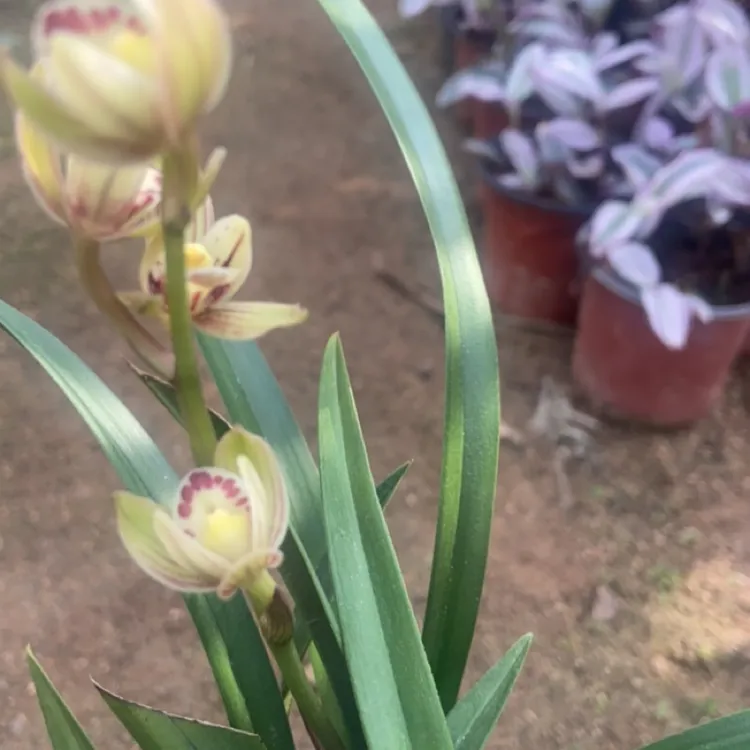 建兰金荷夏秋开花浓香型花卉花色丰富香味浓郁室内盆栽
