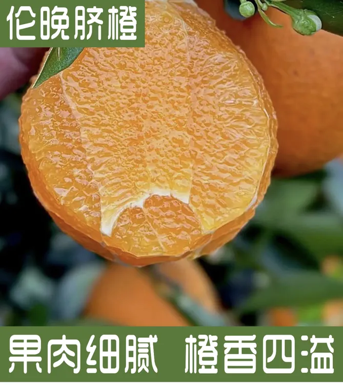 正宗巴东伦晚脐橙 当季水果 新鲜采摘果肉细腻香甜爆汁