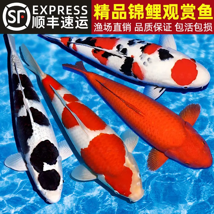 顺丰锦鲤活鱼冷水观赏鱼黄金纯种大正红白三色淡水观赏鱼好养耐活