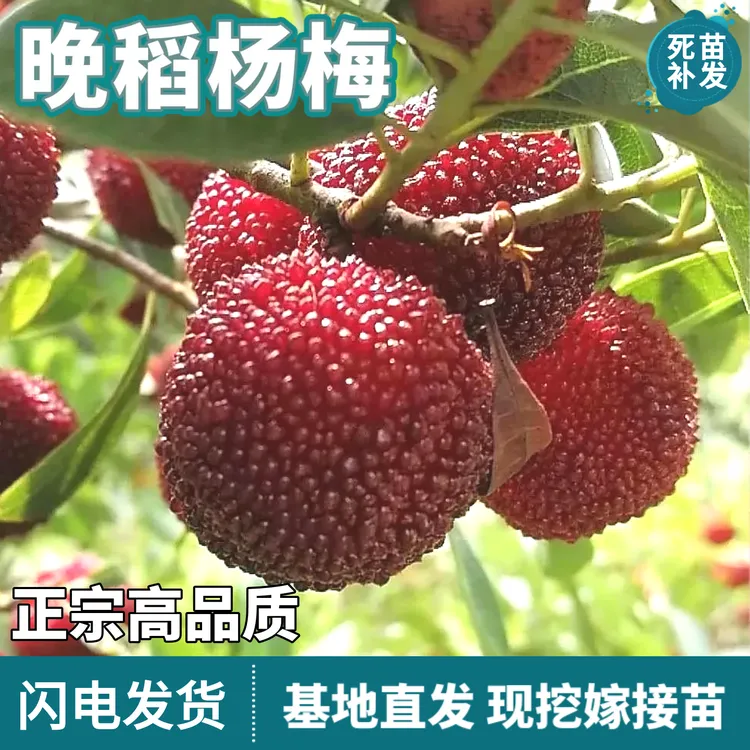 晚稻杨梅树苗南北方地栽庭院盆栽嫁接特大果甜杨梅果树苗当年结果