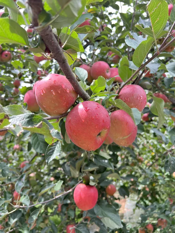 南方小苹果 店铺