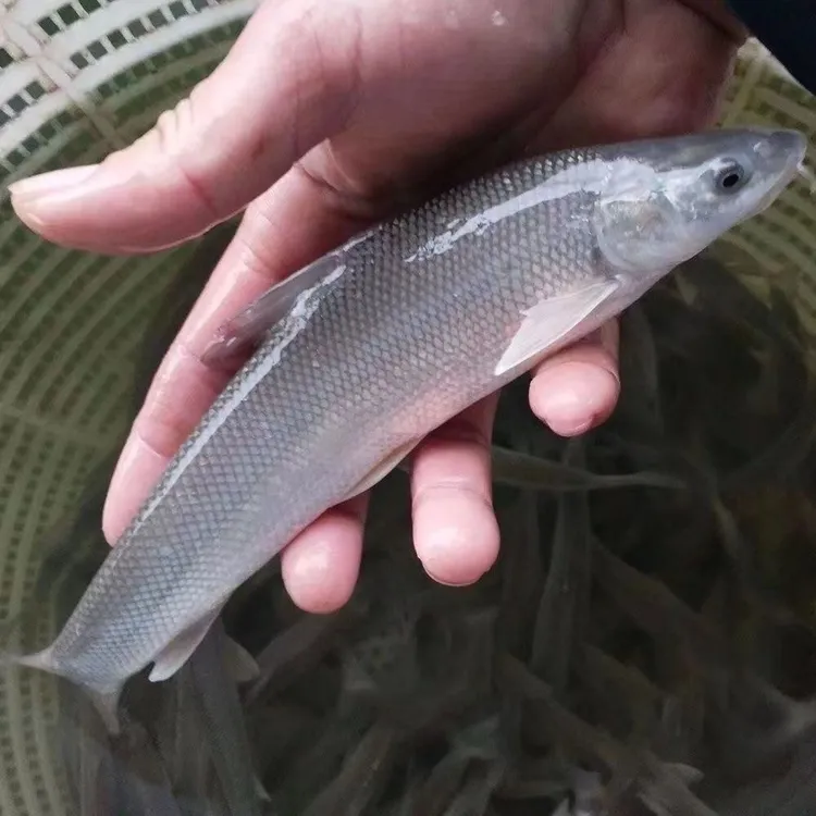 银鳕鱼鱼苗淡水养殖食用观赏兼顾好养耐活