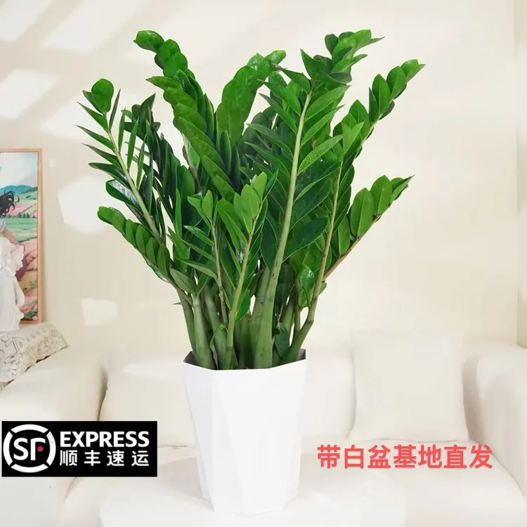 【顺丰包邮】70 - 90公分大金钱树盆栽室内客厅办公室四季常青绿植