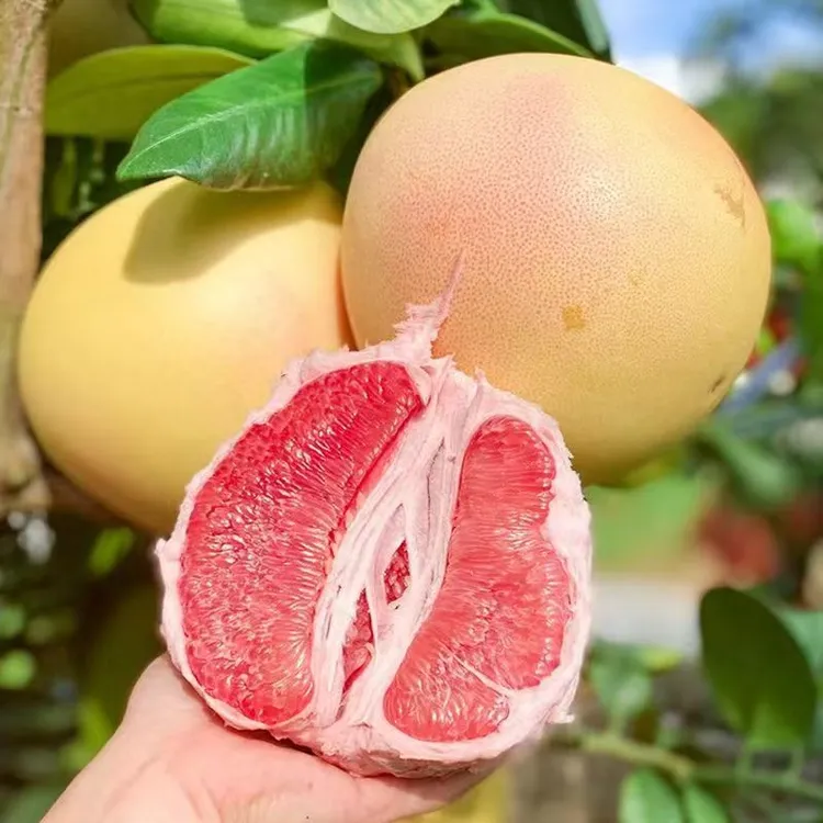 福建平和琯溪红心蜜柚红柚红肉薄皮三红柚子应季水果整箱批发