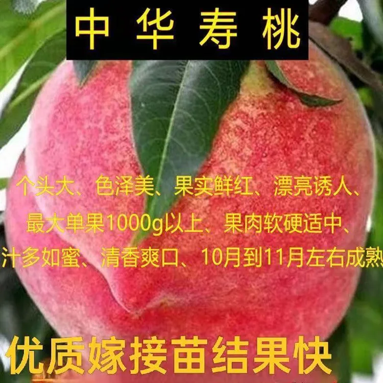 中华大寿桃树苗嫁接新品种大果寿桃苗南北方种植盆栽地栽果树苗