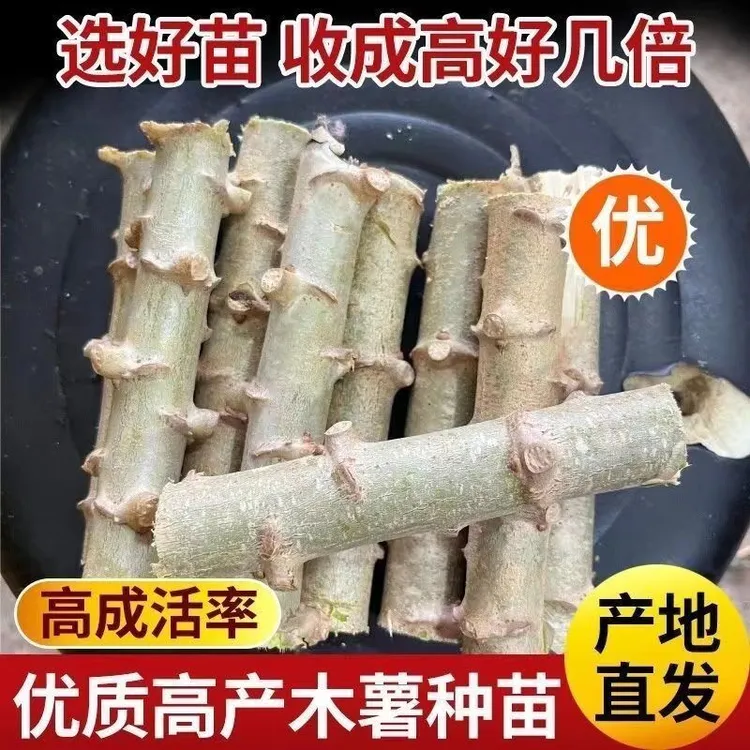 广西黄心木薯种苗新鲜可食用黄肉木薯苗正宗糖水店同款华南9号