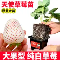 特甜原土盆天使ae草莓苗红颜真红美玲白黑红果大果室内外四季当年