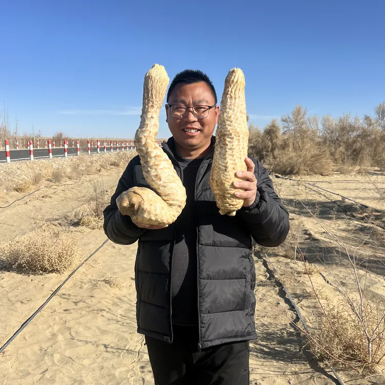（新鲜现挖）新鲜荒漠肉苁蓉/产地直发可泡酒泡茶煲汤