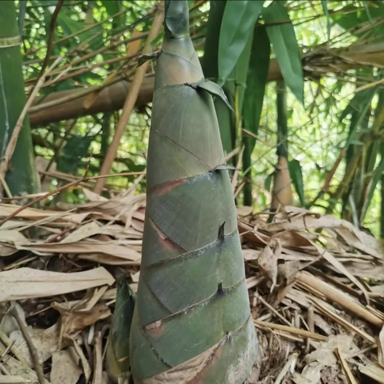 《贵州高原》农户当季新鲜现挖大头笋新鲜竹笋绿皮笋麻竹笋