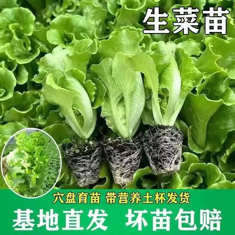 意大利生菜秧苗四季盆栽室外移栽种植绿色蔬菜苗带土发货耐寒耐热