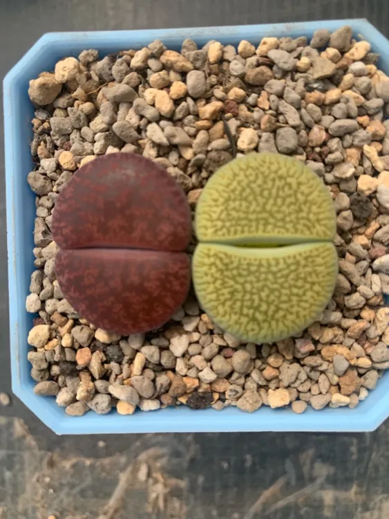 【福利】多肉植物生石花组合拼盘肉肉室内盆栽PP花番杏农场随机发