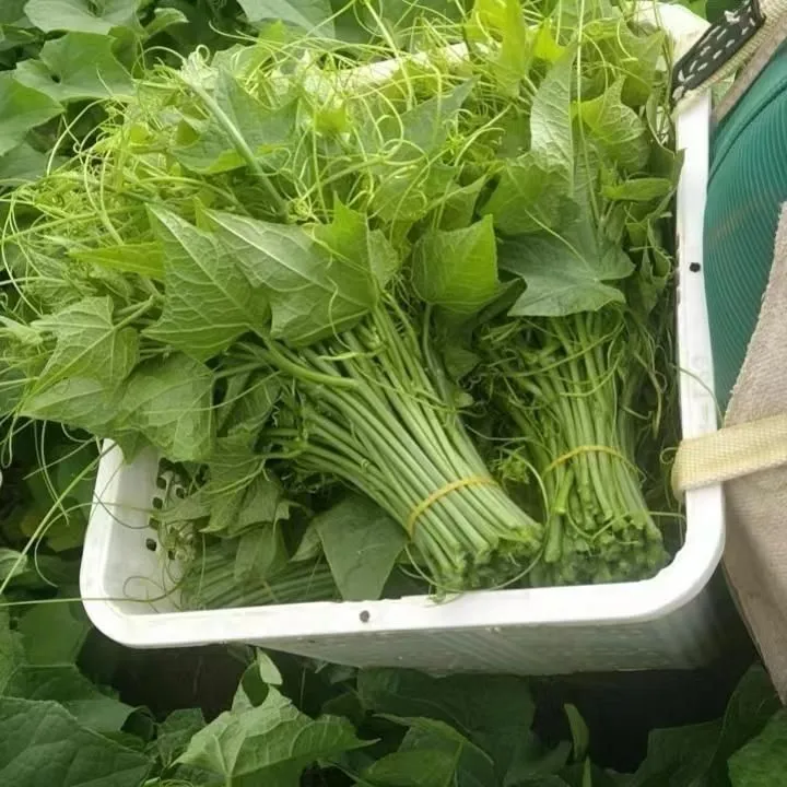 贵州高山农家自种新鲜佛手瓜尖龙须菜时令蔬菜