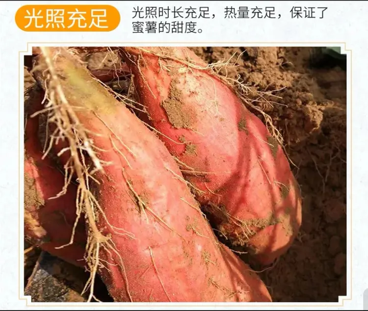 现挖新鲜黄心糖心蜜薯软糯香甜沙地烟薯25号