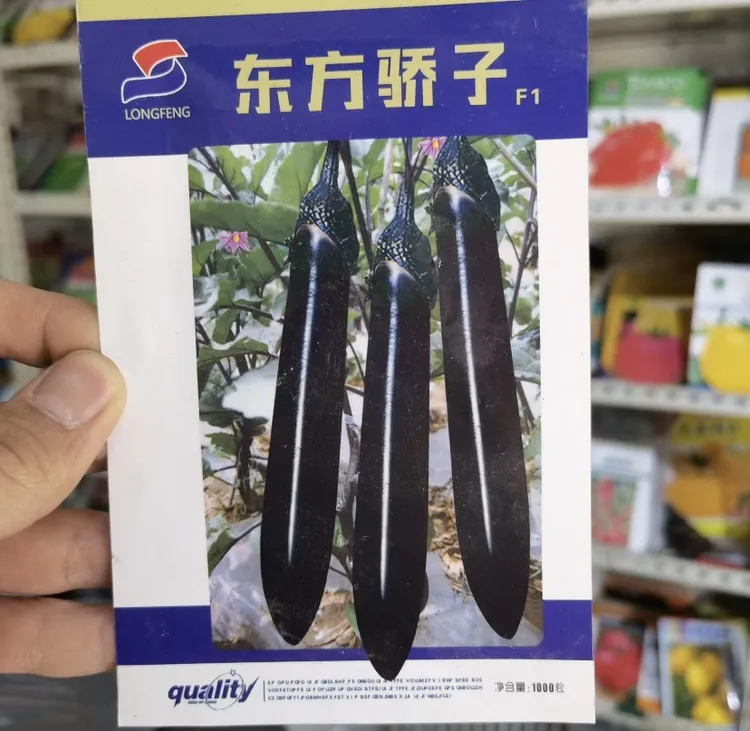 【黑贵人长茄种子】四季种植盆栽地栽阳台小院种植