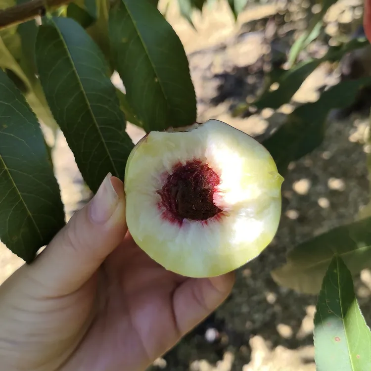 湖北襄阳珍珠枣油桃 迷你白肉油桃
