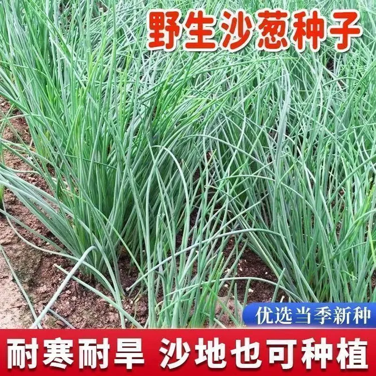 野生沙葱种子耐旱一级良种内蒙沙葱胡葱薤白四季盆栽阳台蔬菜种子