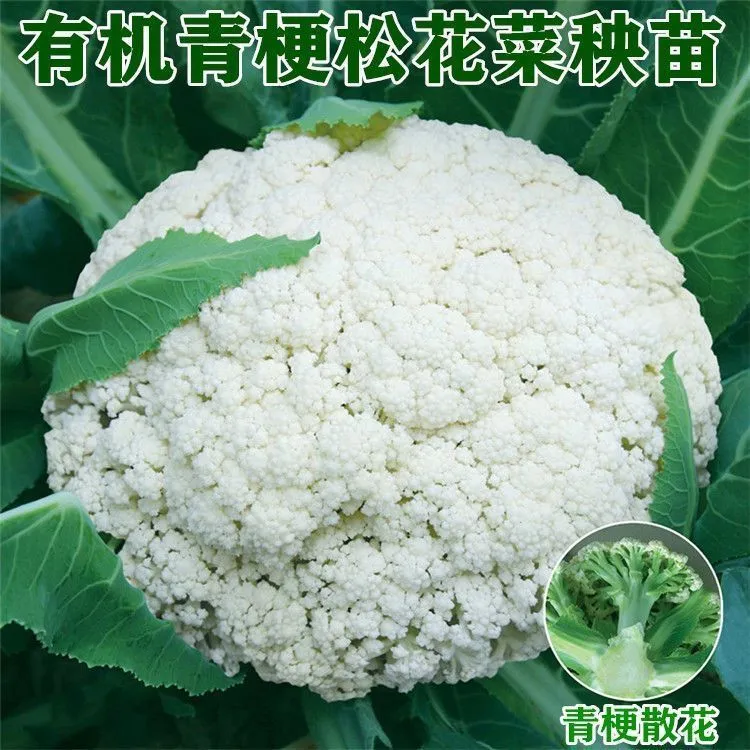 高产花菜苗秧苗青梗松花菜种苗四季阳台庭院种植新鲜花椰菜绿色菜