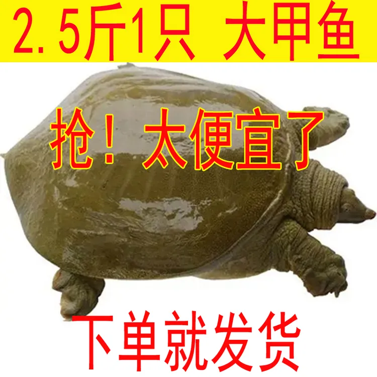 【活动促销】【5年大甲鱼】散养甲鱼2.5斤1只  滋补老母鳖【好吃营养】