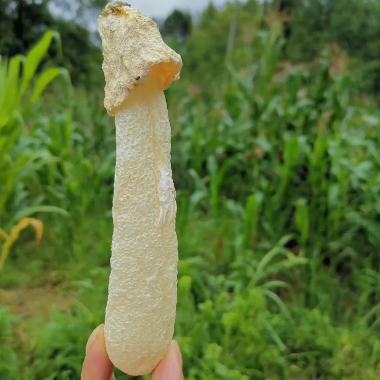 青珍百味家｜青川长裙竹荪 2025新采 菌中皇后 原色干货 煲汤食材