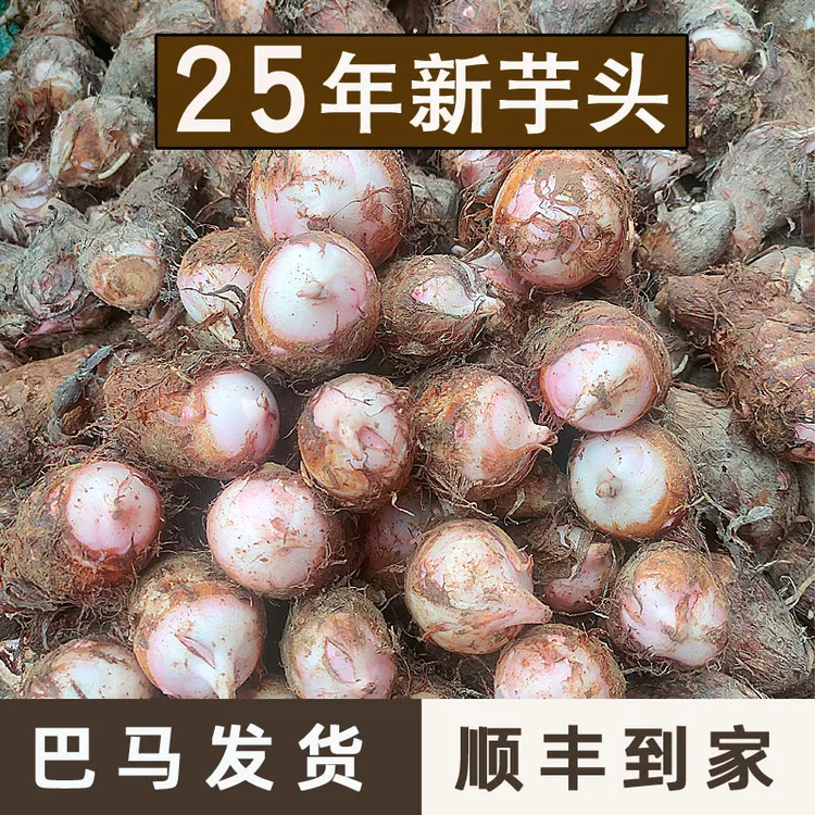 广西巴马芋头新鲜小香芋头圆现挖现发25年5斤农家自种毛芋粉香糯