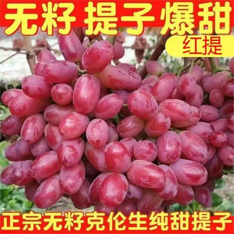 【顺丰包邮】山西无籽葡萄克伦生无籽红提玻璃脆葡萄红宝石葡萄批发