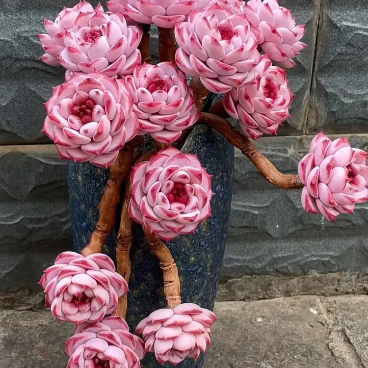 糖心天鹅绒多肉植物办公室盆栽防辐射好养活阳台花卉新手植物