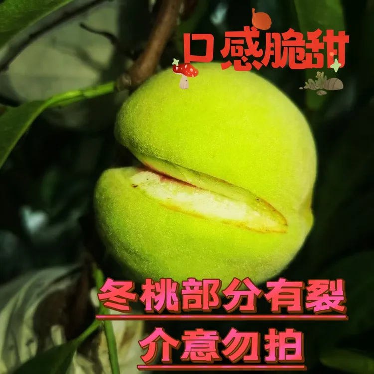 现摘脆蜜桃青皮蜜桃应季水果脆甜多汁孕妇食用小鹰嘴脆桃硬桃子