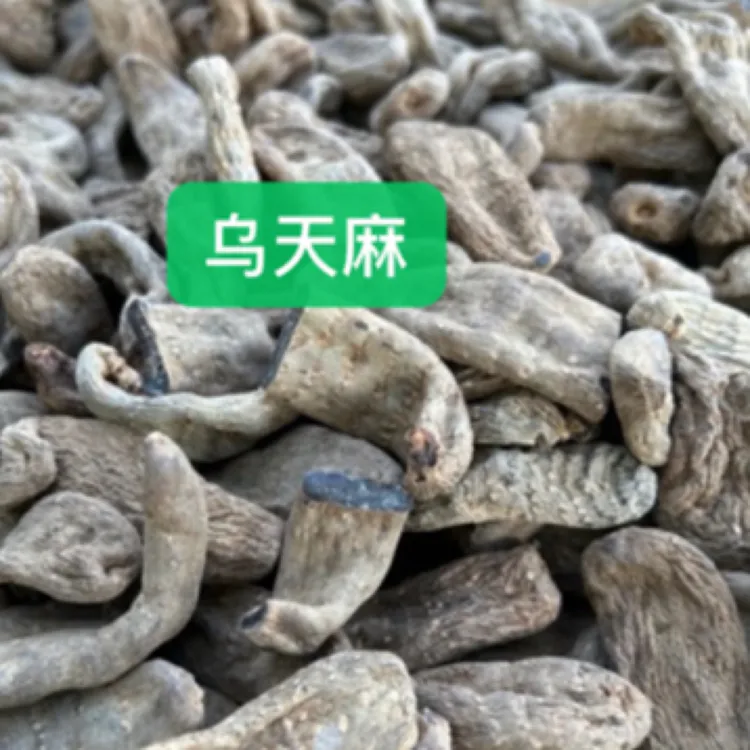 云南乌天麻干货 云南特产昭通小草坝天麻 深山采挖 自然滋补煲汤