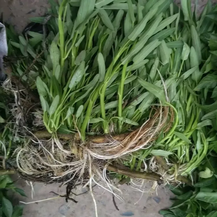 江西赣南空心菜满地爬藤菜宁都空心菜老根现摘现1.5斤左右