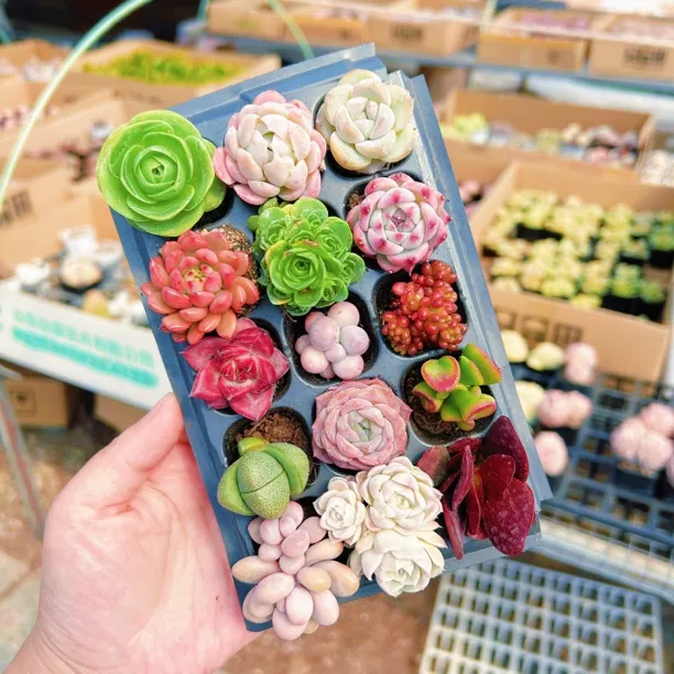 一单包邮-多肉组合15颗3厘米小肉肉好养耐晒耐寒2号